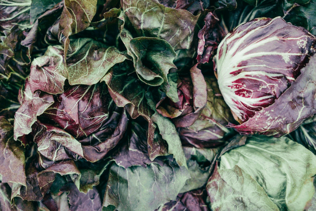 Multicolored Lettuce Heads Lot