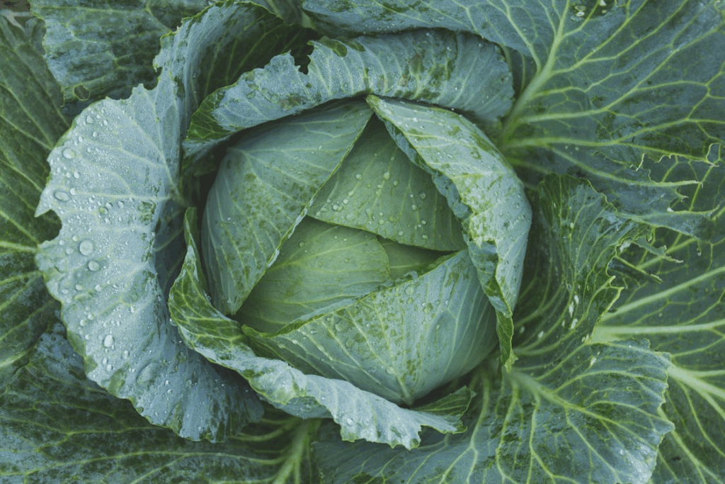 Green Cabbage
