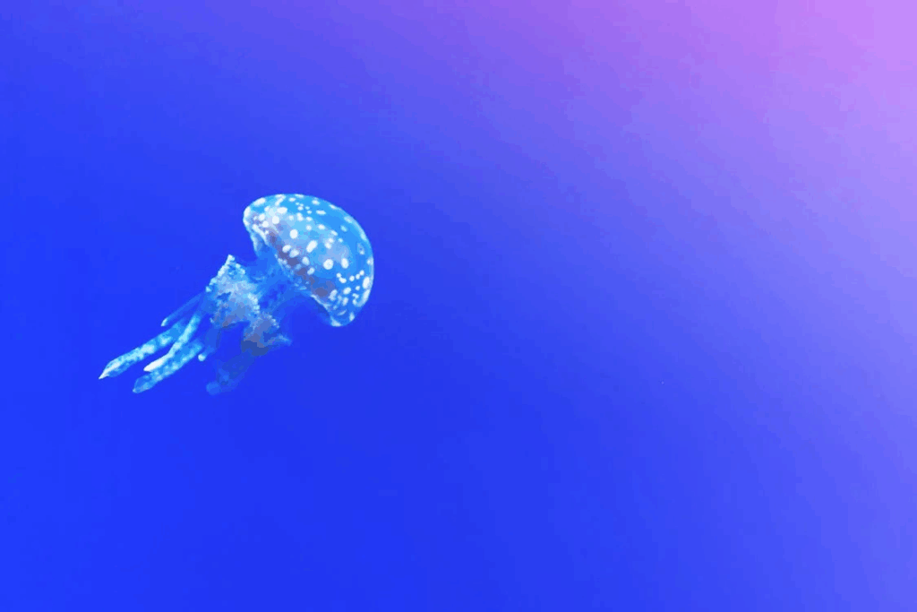 Jellyfish Clip Art