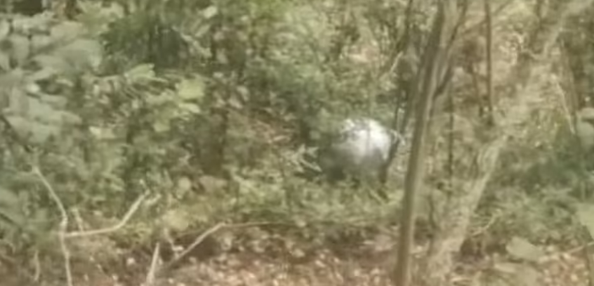 the sphere in the woods