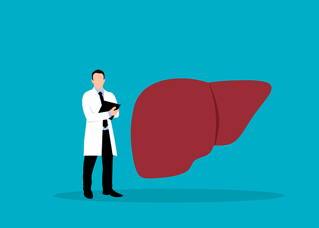liver illustration