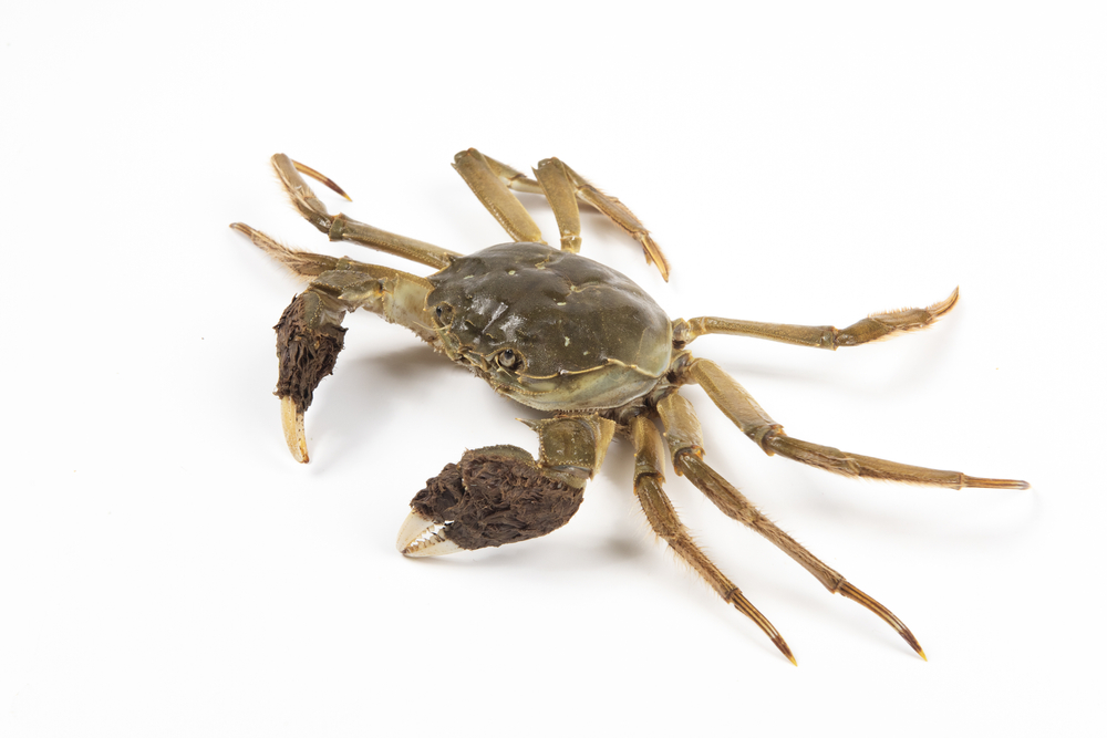 Raw Chinese mitten crab, shanghai hairy crab isolated on white background.（大闸蟹）
