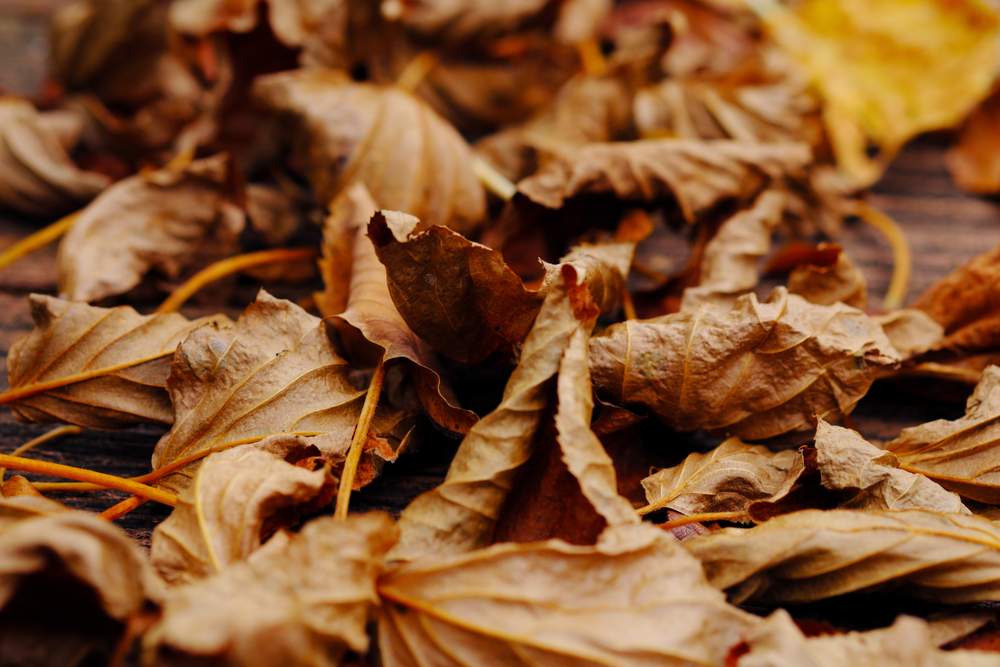 There are fallen leaves on the field 