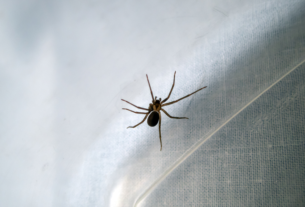A macro photograph of a brown recluse spider inside a plastic tub. Might be time to call a professional exterminator. Bokeh effect.