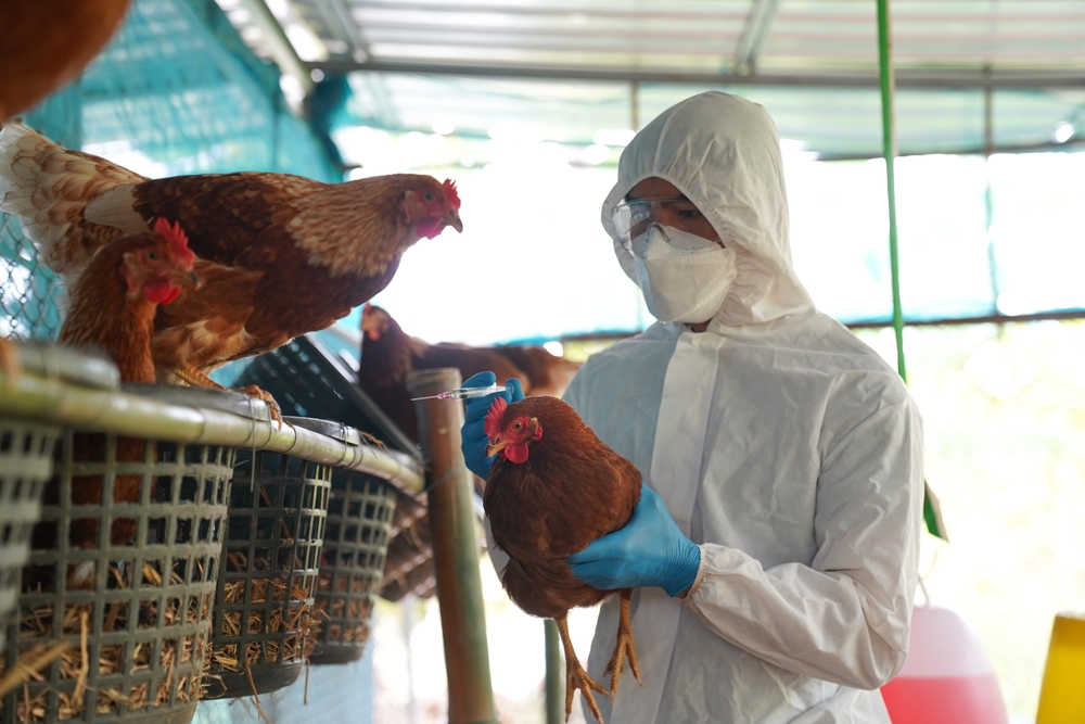 Bird flu, Veterinarians vaccinate against diseases in poultry such as farm chickens, H5N1 H5N6 Avian Influenza (HPAI), which causes severe symptoms and rapid death of infected poultry.
