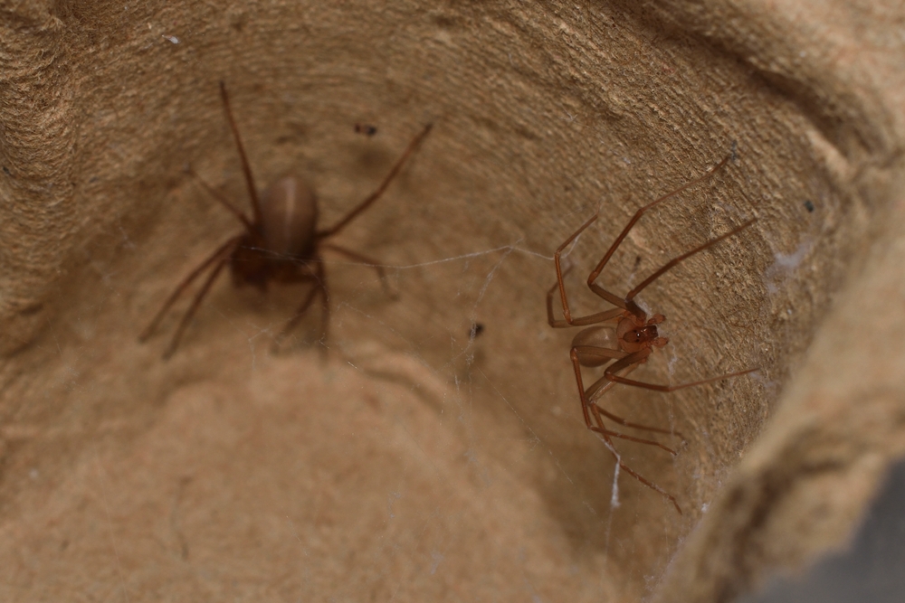 Closeup of a pair after mating (with male right and female left) of the Mediterranean recluse spider Loxosceles rufescens (Araneae: Sicariidae), a medically important spider with cytotoxic venom.