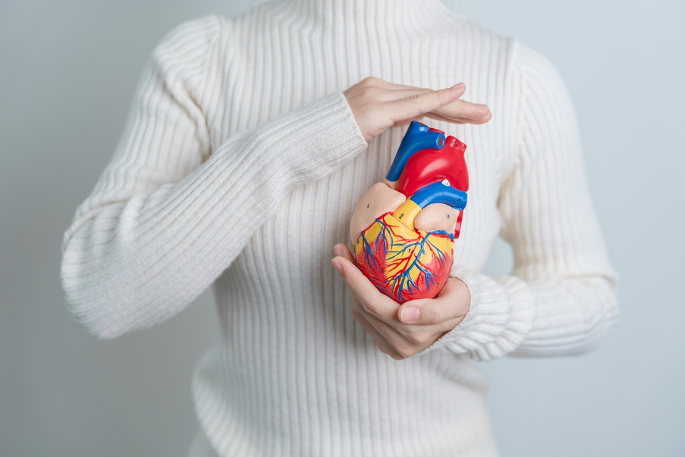 Woman holding human Heart model. Cardiovascular Diseases, Atherosclerosis, Hypertensive Heart, Valvular Heart, Aortopulmonary window, world Heart day and health concept
