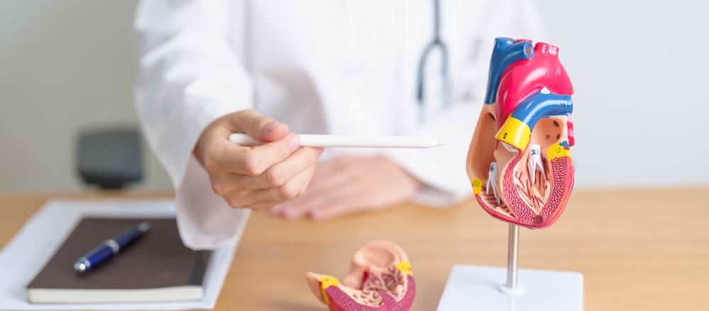 Doctor with human Heart anatomy model. Cardiovascular Diseases, Atherosclerosis, Hypertensive Heart, Valvular Heart, Aortopulmonary window, world Heart day and health concept
