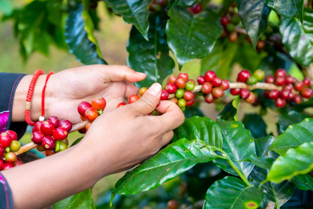 Red ripe cherry berries coffee beans on coffee tree in coffee plantation background. Farmer growing and harvesting coffee bean in farm on the mountain. Food and drink business and industry concept.