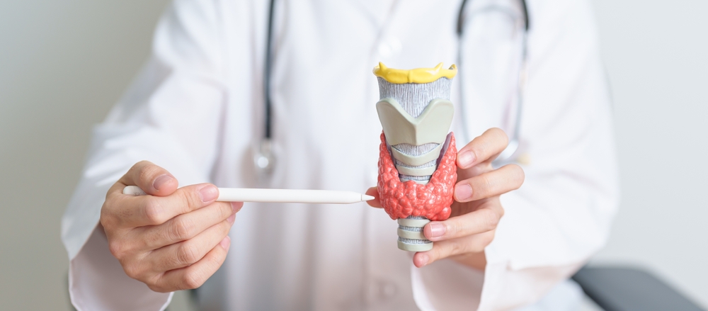 Doctor with human Thyroid anatomy model. Hyperthyroidism, Hypothyroidism, Hashimoto Thyroiditis, Thyroid Tumor and Cancer, Postpartum, Papillary Carcinoma and Health concept