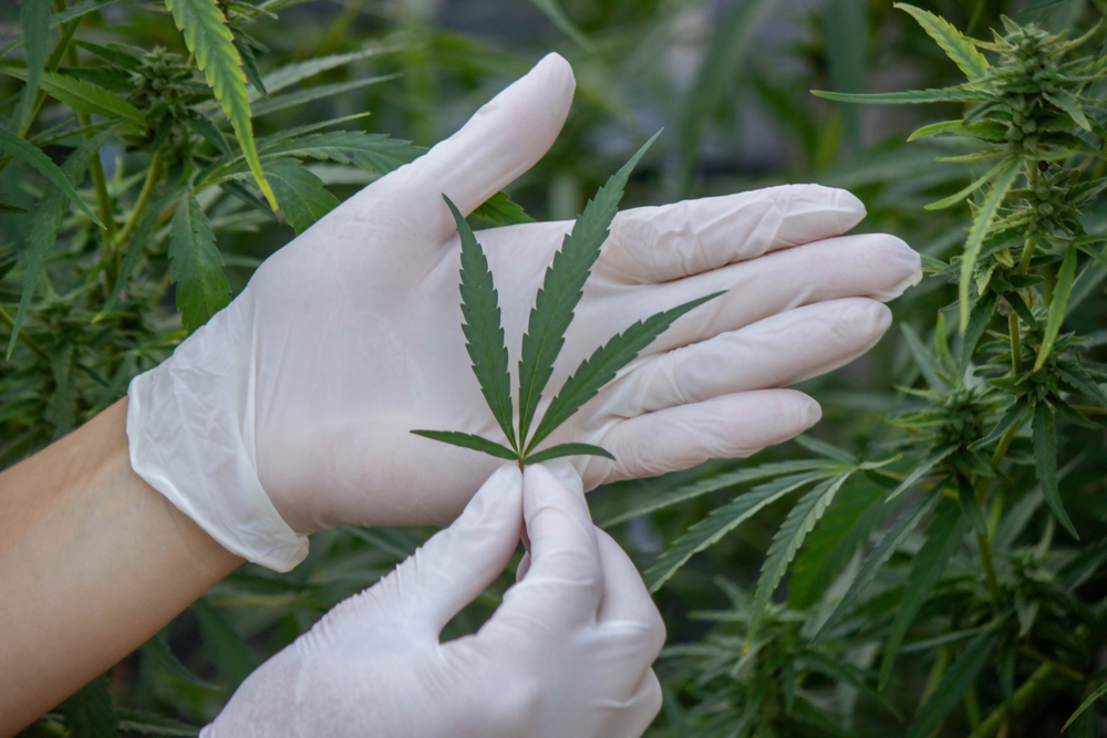 A scientist's hand close-up inspects the pleasant buds on a cannabis plant. Cannabis plantation.