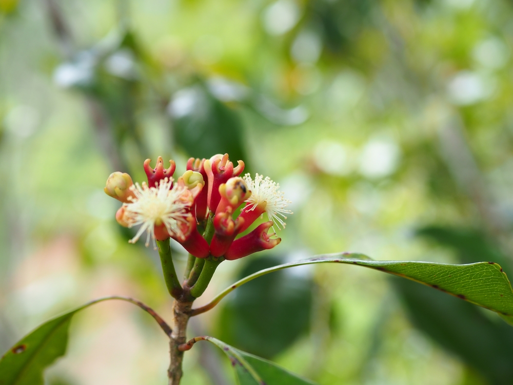 closeup of clove flowers( Syzygium aromaticum) blooming on branches of Indonesian agricultural clove trees. Fresh clove buds ready to be harvested     