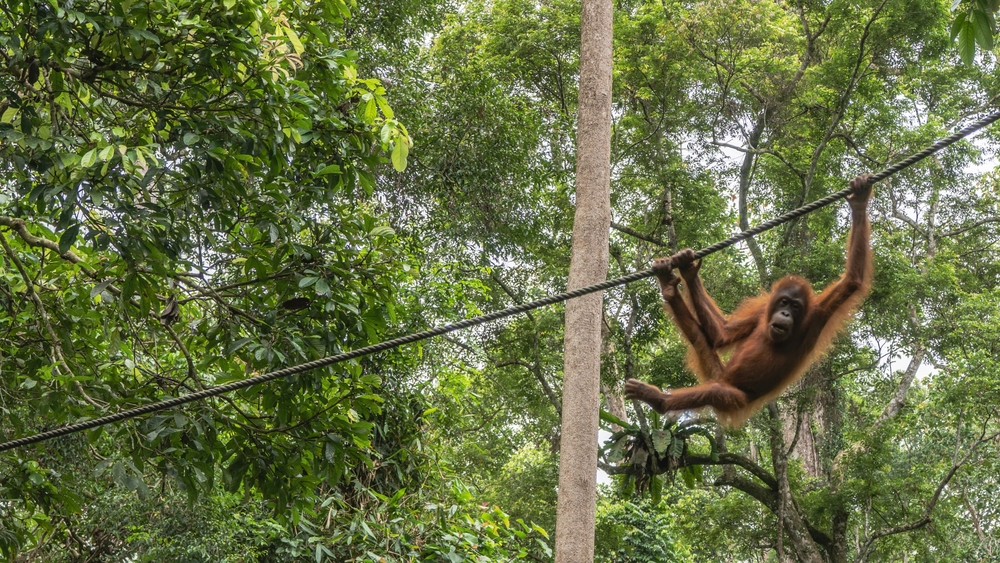 A young orangutan is hanging on a rope in a bizarre pose, holding onto a tightrope with his hands and feet. The background is the green branches of tropical rain forest trees. Malaysia. Borneo.