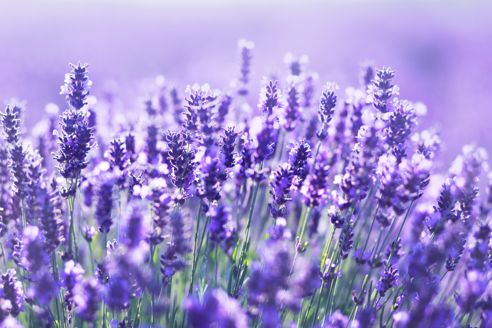 beautiful close up shot of lavender flowers at the field