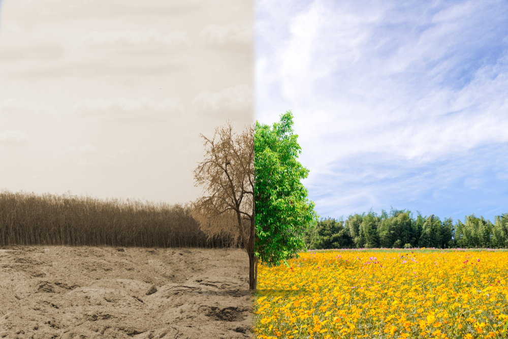 Ecology concept change tree forest drought and forest refreshing