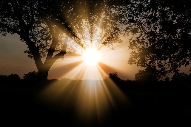 sunlight through the trees