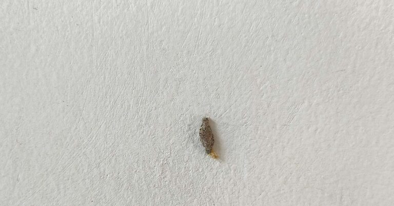 Ever Seen This Creepy Wall-Clinging Moth? Meet the Kamitetep - Featured image