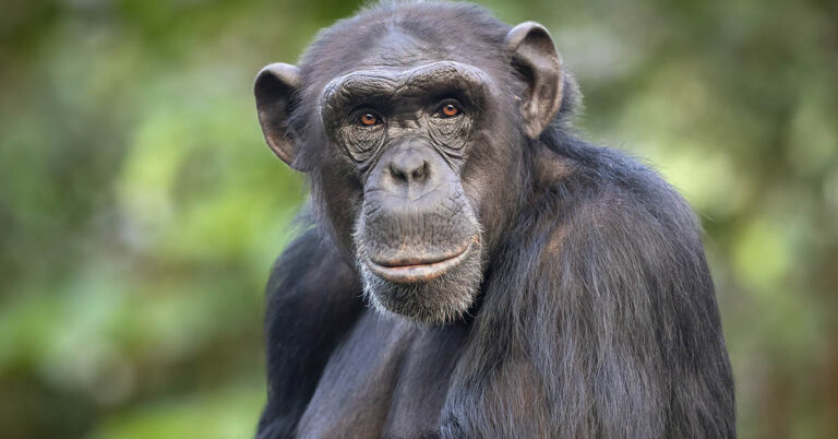Man Leaps Into Zoo Enclosure to Save Drowning Chimp - Featured image