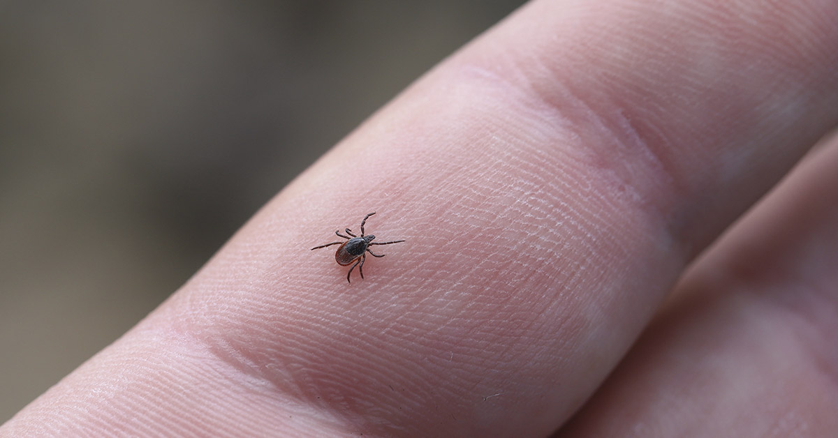 Girl, 4, Suffers from Paralysis from Tick Bite on Camping Trip