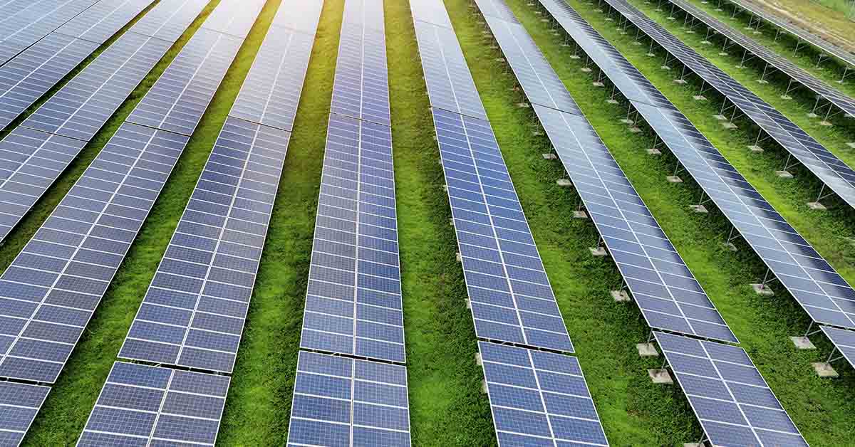 Grazing Sheep Beneath Solar Panels Show Surprising Changes That May Transform Farming