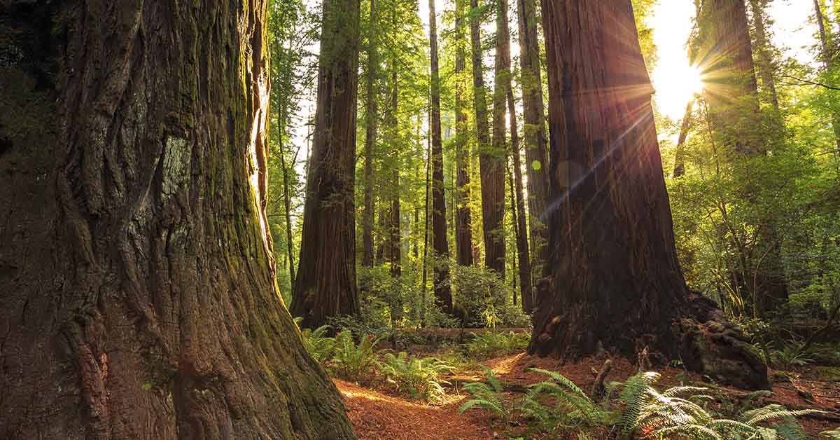 Inside Bohemian Grove: The Secret Retreat of the World’s Elite