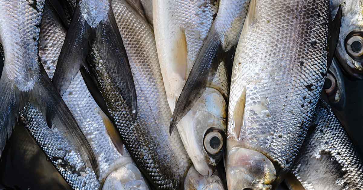 Not Just Salmon: These 6 Fish Are Omega-3 Powerhouses