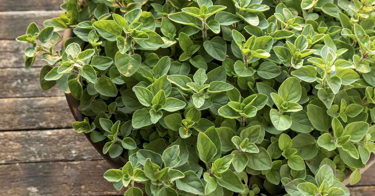 A Scientific Look at Oregano’s Role in Supporting Wellness