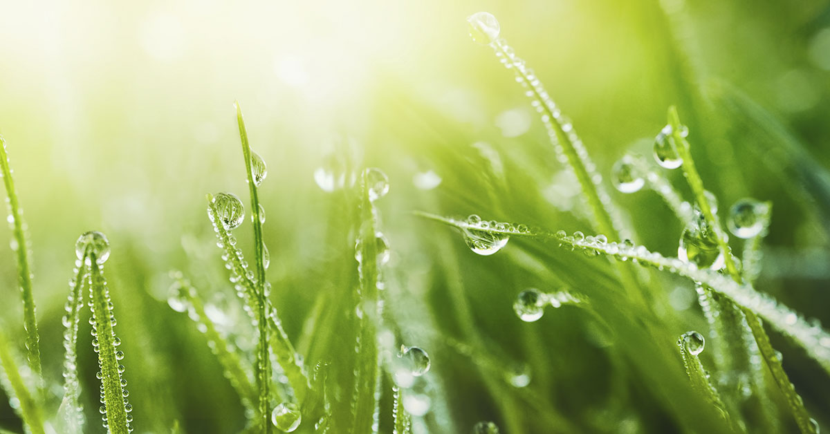 Under a Microscope, Grass Appears to Be Smiling When It Rains