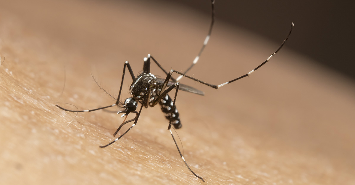 Does The ‘Hot Spoon Method’ Work for Mosquito Bites?