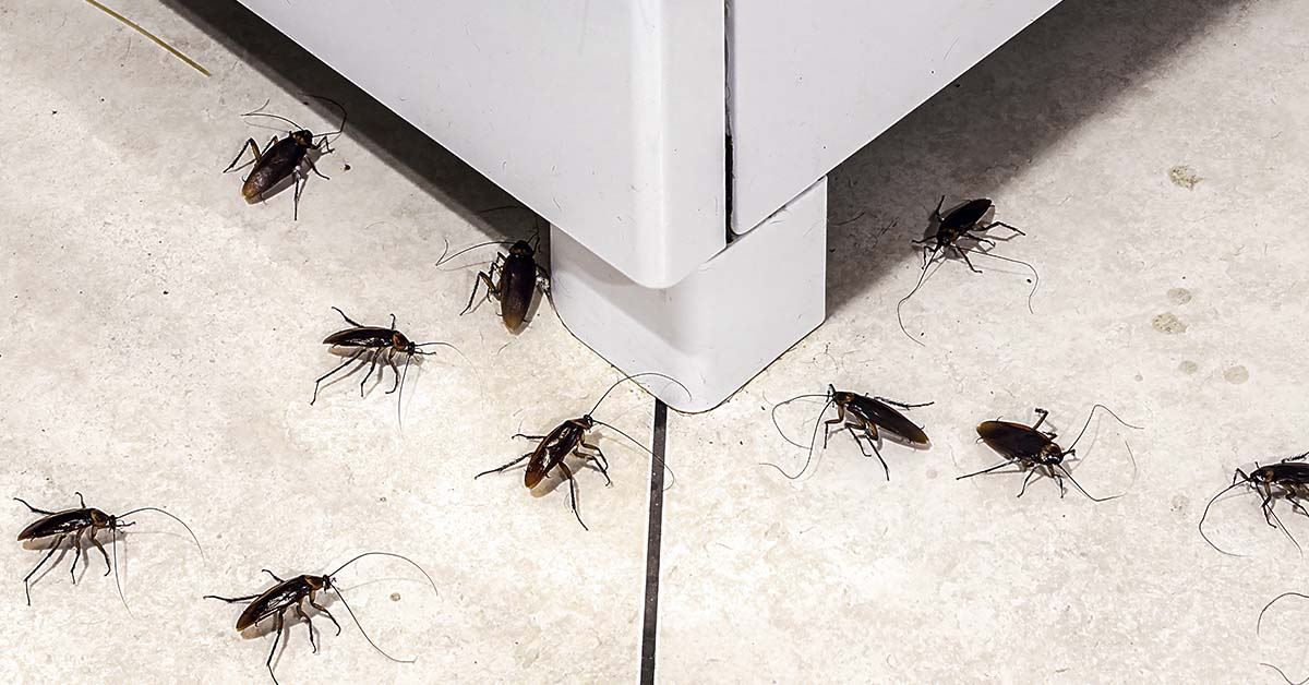 Natural Pest Control: Does Rice Work Against Rats and Cockroaches?