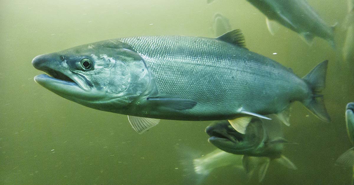 Celebrities Are Injecting Salmon Sperm Into Their Faces, and the Science Actually Checks Out