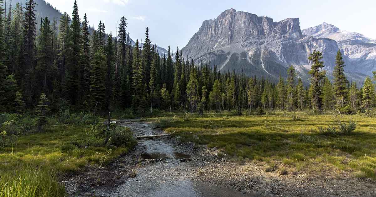 Mysterious Runes Discovered in Canadian Wilderness Puzzle Experts