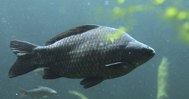 Fish Can Feel Severe Pain for Nearly Half an Hour When Removed From Water - Featured image