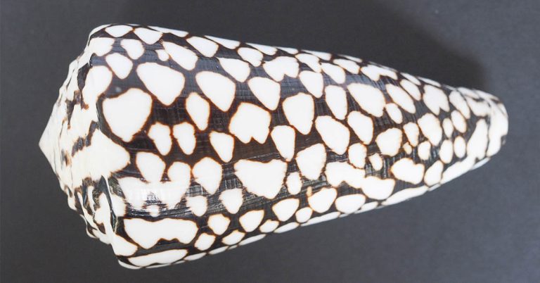 Woman’s Beautiful Beach Find Turns Out to Be a Deadly Creature - Featured image