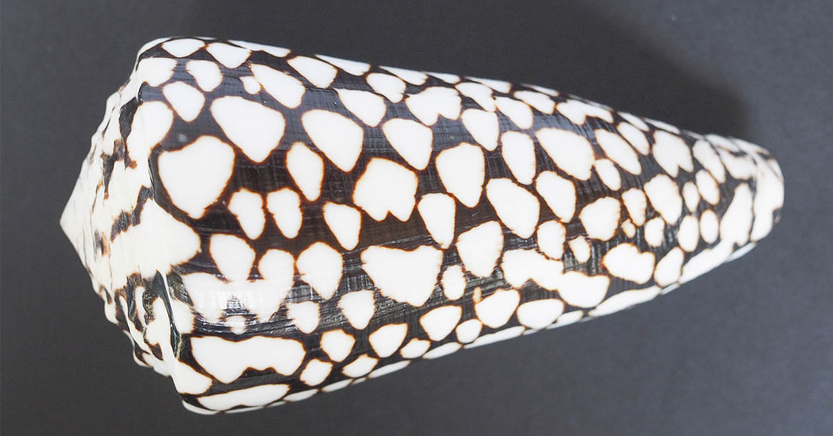 Woman’s Beautiful Beach Find Turns Out to Be a Deadly Creature