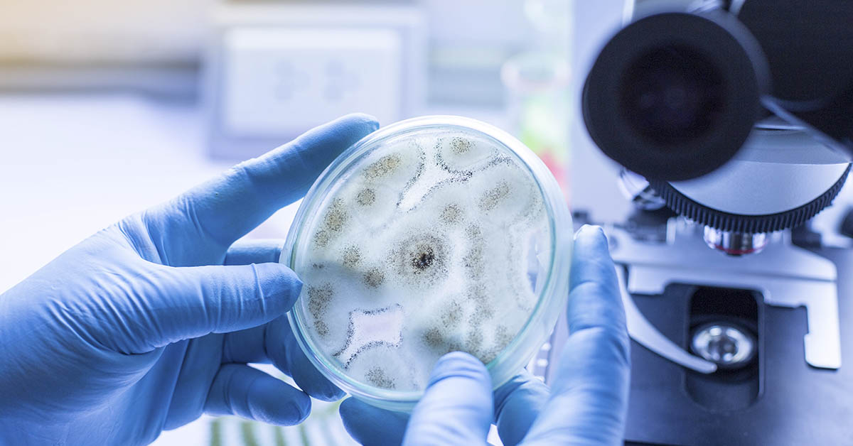 Deadly ‘Pharaoh’s Curse’ Fungus May Hold Key to Fighting Cancer