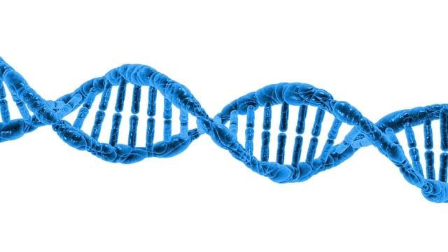 strand of DNA