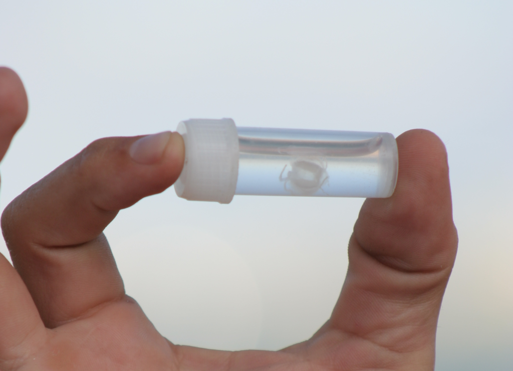 hand holding up a small Irukandji Jellyfish onside a sealed tube