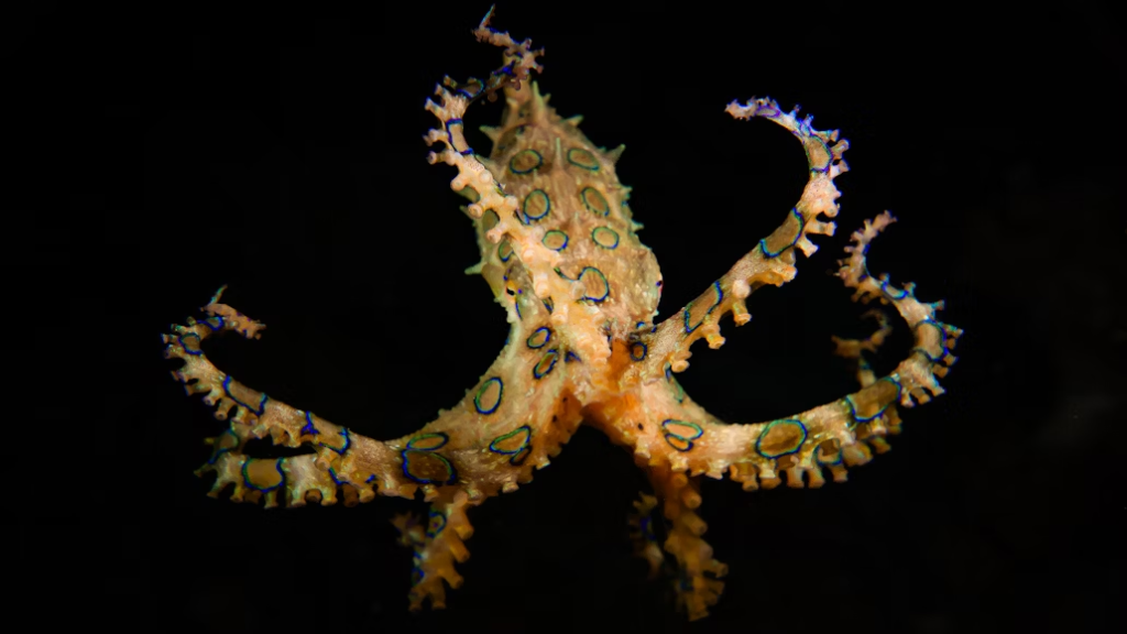 Blue-Ringed Octopus swimming in the ocean