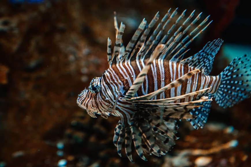 Lionfish swimming in the ocean. One of the deadliest marine animals