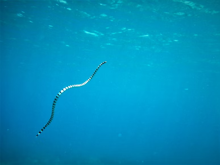 Sea snakes are some of the most venomous snakes found in the world.