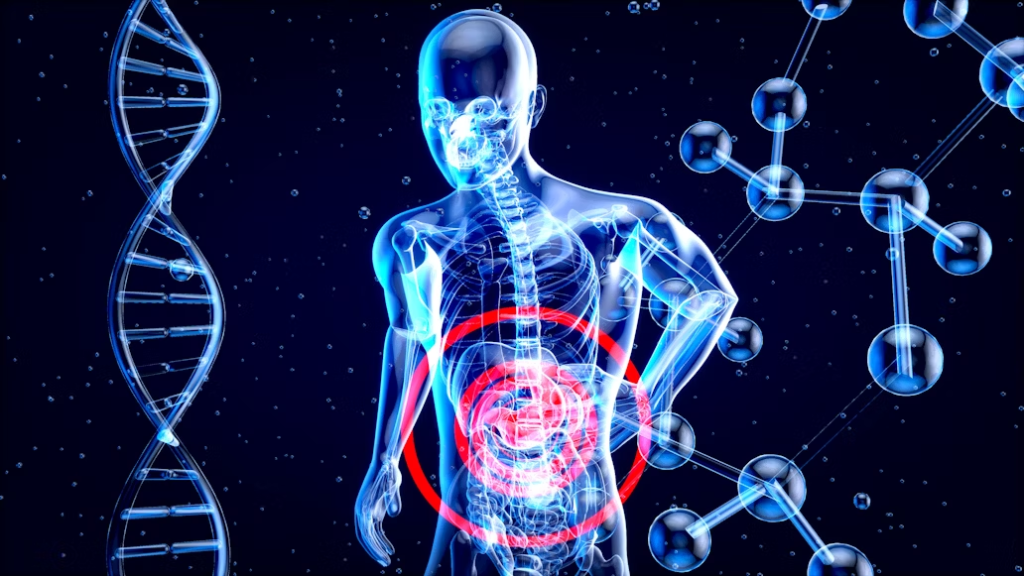 Fast food damages your liver over time
