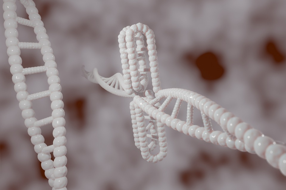 
3D rendering of DNA double helix structures showing genetic component, representing research linking hoarding behaviors to chromosome 14 and hereditary patterns.