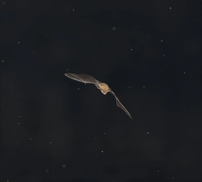 Bat Flying in the Night Sky Over Vietnam