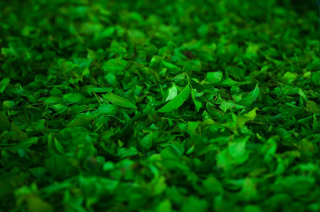 Green Leafed Plant Lot