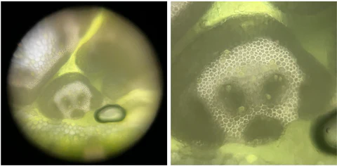Cross section of smiling grass viewed under a Foldscope at 140X magnification