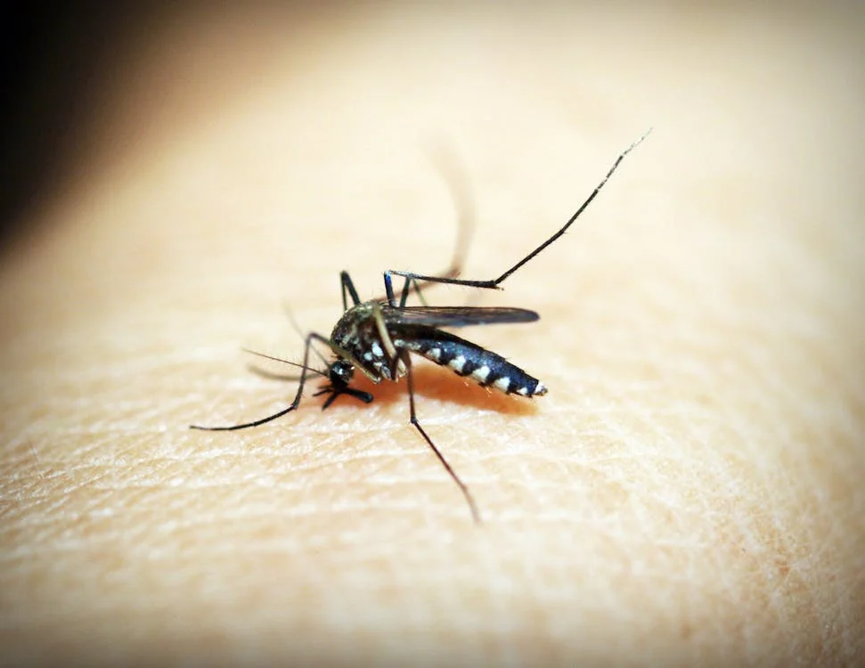 Black Mosquito on Person's Skin
