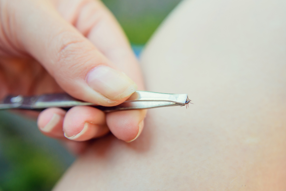 Tick crawling on finger. The concept of danger of tick bite.

