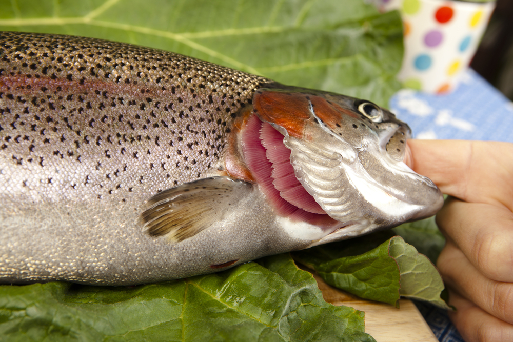 recognize fresh trout to the gills, close up, cut a raw rainbow trout, blurred background