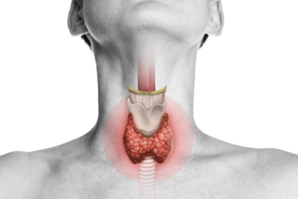 Human anatomy. Thyroid gland in human body on white. Thyroid control.
